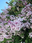 30th Apr 2026 - Hedge blossoms
