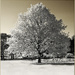 Park-Tree-IR