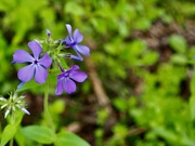 30th Apr 2026 - Wild Blue Phlox 