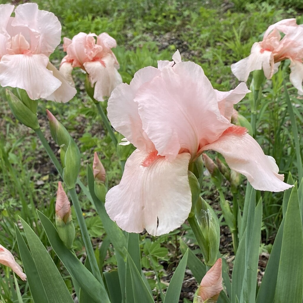 Pink iris by tunia