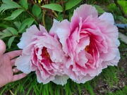 30th Apr 2026 - Favourite Spring Flower