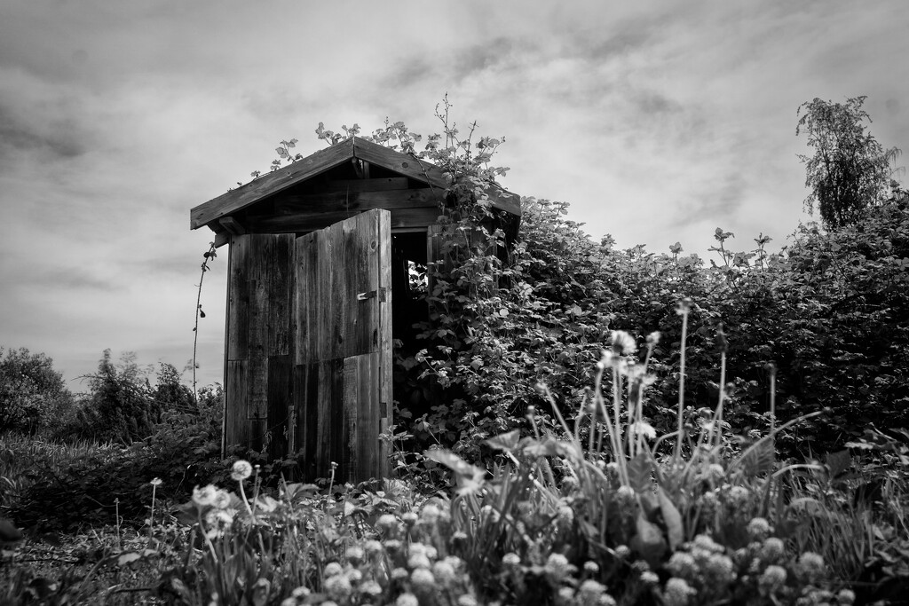 Overgrown by cdcook48