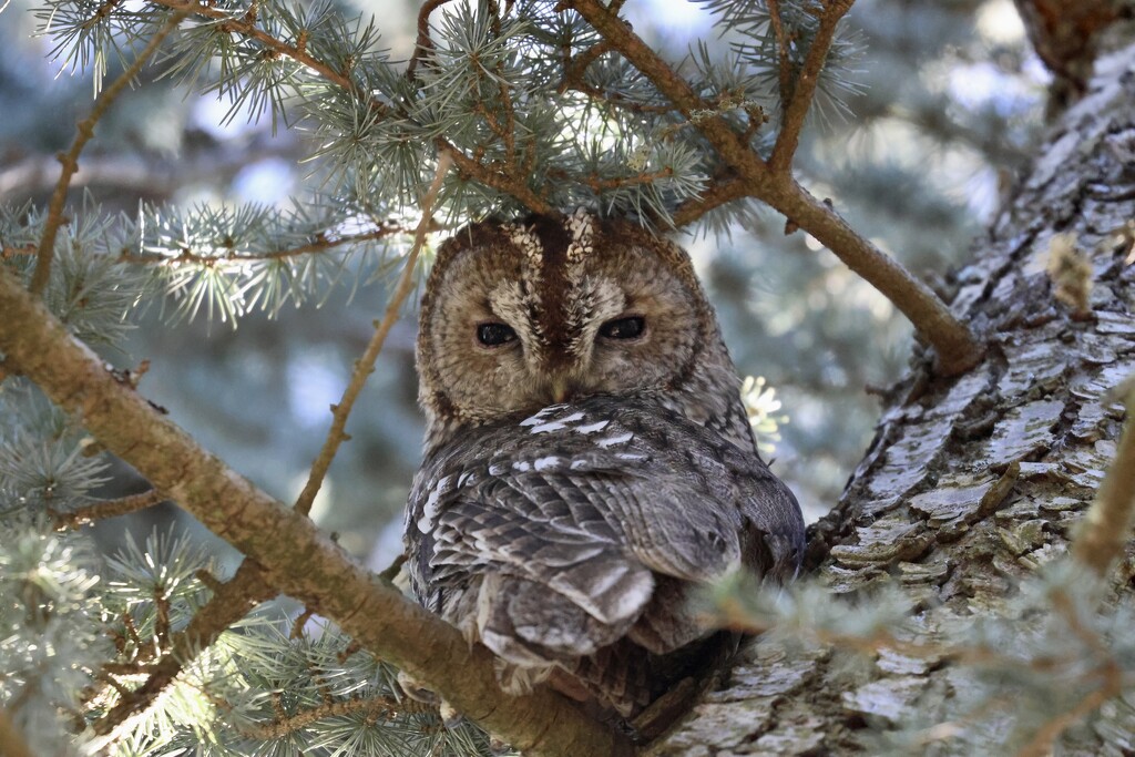 Hiding in Plain Sight! by jamibann