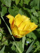 1st May 2026 - Yet another frilly tulip 