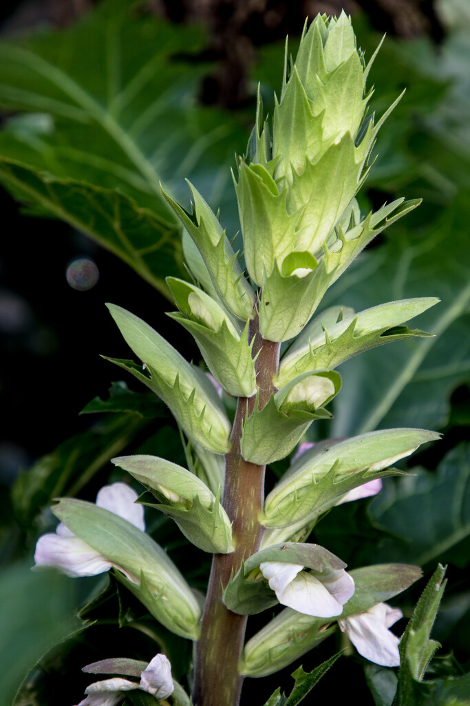 Bear's Breeches (Acanthus) by seacreature