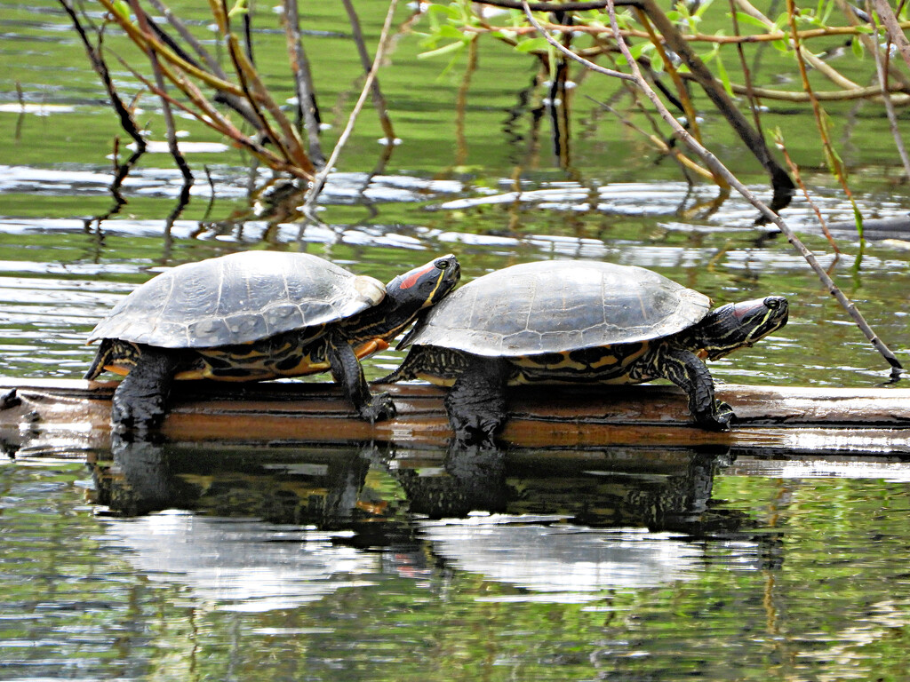 Red-eared Sliders by seattlite