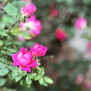 29th Apr 2026 - Our Roses Are Blooming