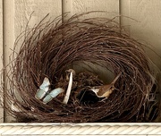 30th Apr 2026 - Nesting Wrens