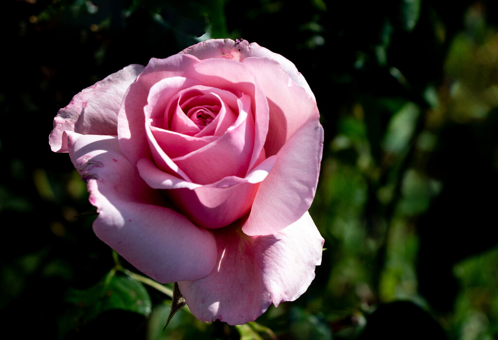 First rose by busylady