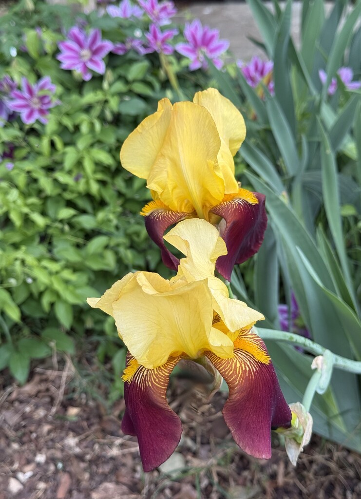 Iris and Clementine  by calm