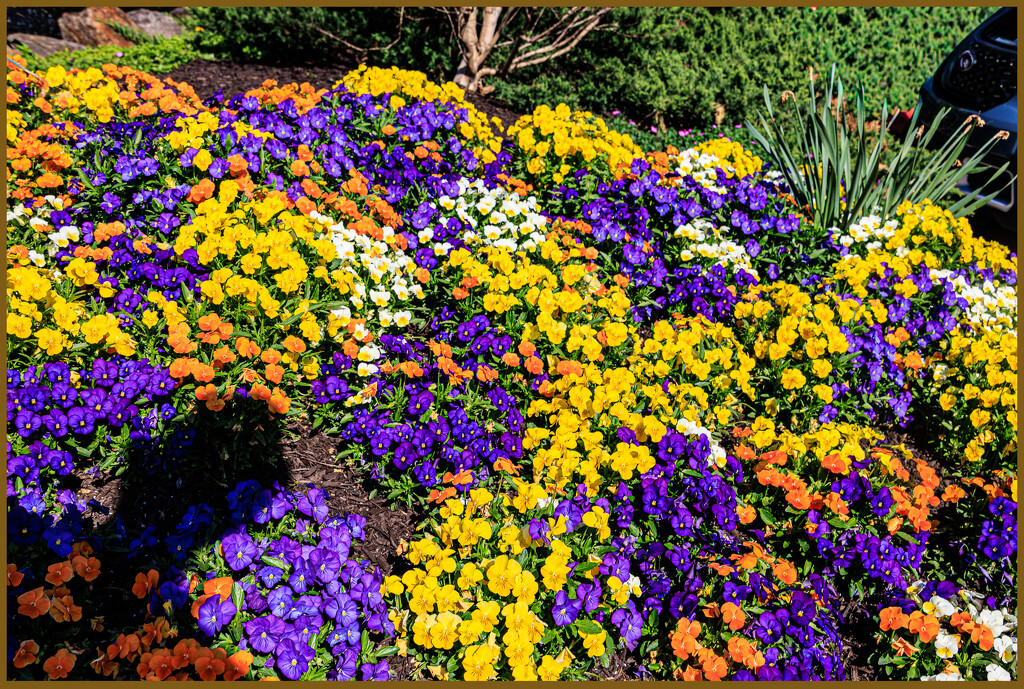 Flowers and My Shadow by hjbenson