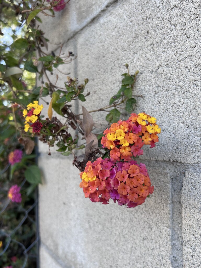 Lantana by loweygrace