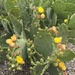 Cactus blooms