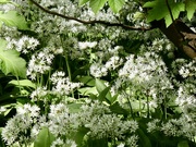 2nd May 2026 - Foraging