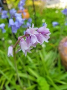 1st May 2026 - Pink Bluebell