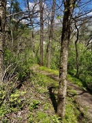 2nd May 2026 - Spring walk
