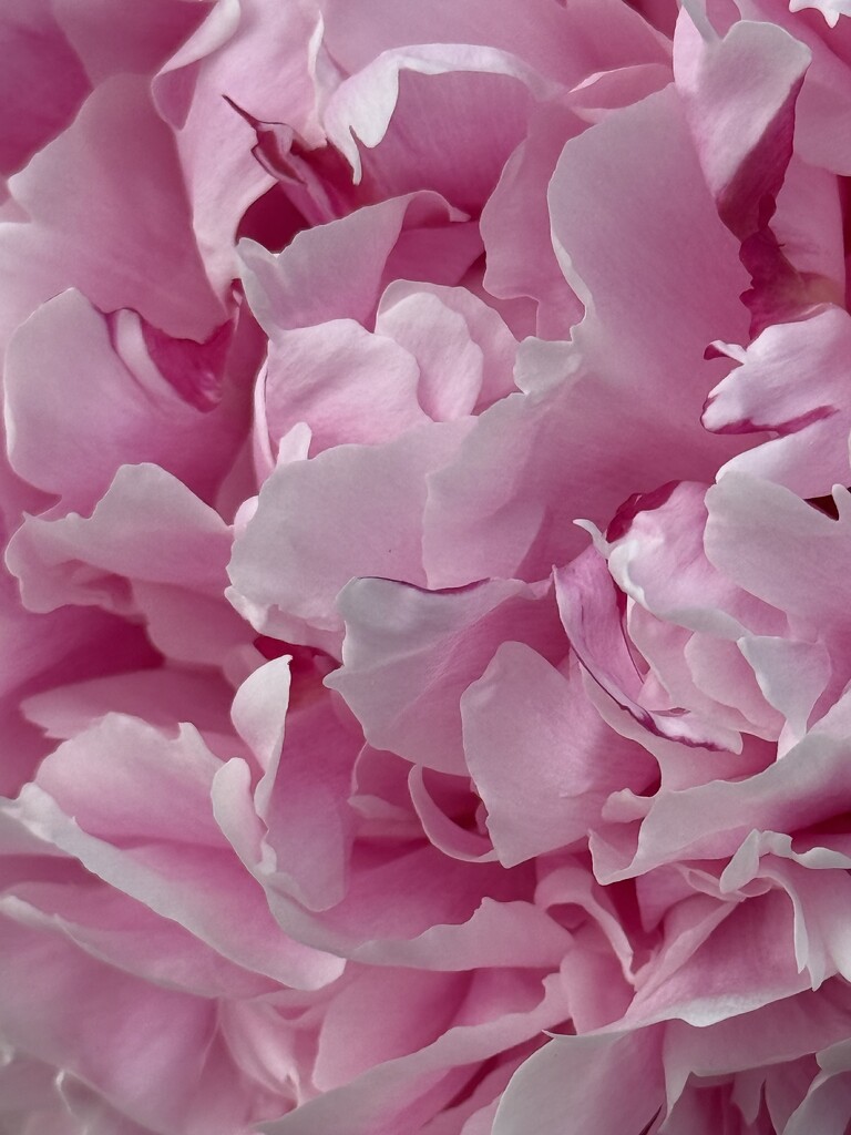 Sarah Bernhardt Peony  by calm