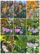 3rd May 2026 - Japanese cherry tree blossoms
