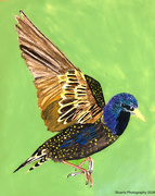 3rd May 2026 - The common starling (acrylic painting)