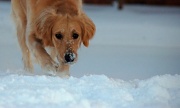9th Feb 2011 - the abominable snowdog stalks his prey...
