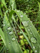 3rd May 2026 - Raindrops in Molenvliet Park