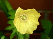 3rd May 2026 - Welsh Poppy