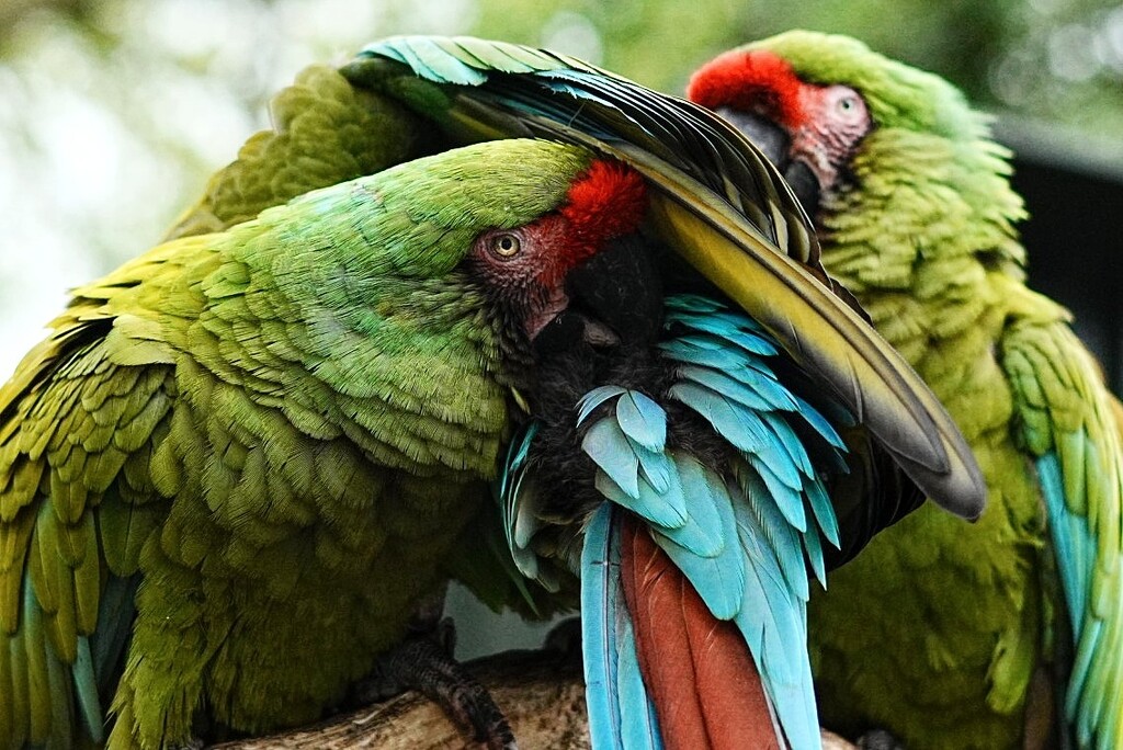 Parrot Spa by 30pics4jackiesdiamond
