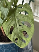 2nd May 2026 - Swiss Cheese plant