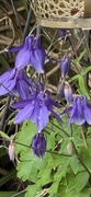 3rd May 2026 - Aquilegia