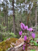 29th Apr 2026 - Shooting Stars