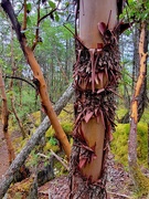 2nd May 2026 - Peeling Arbutus