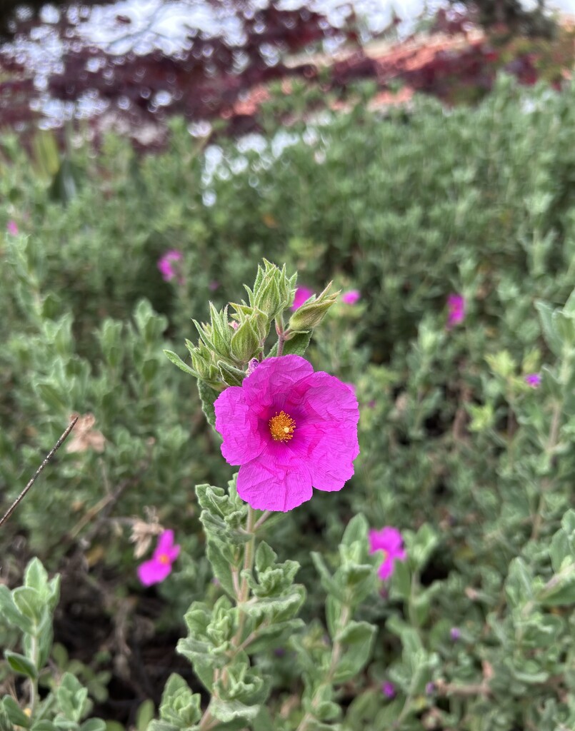 Rock Rose by loweygrace