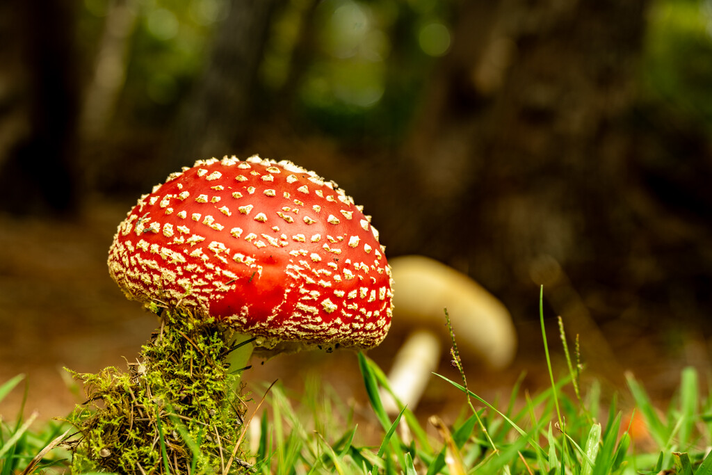 Amanta Muscaria  Fly Agaric by julzmaioro