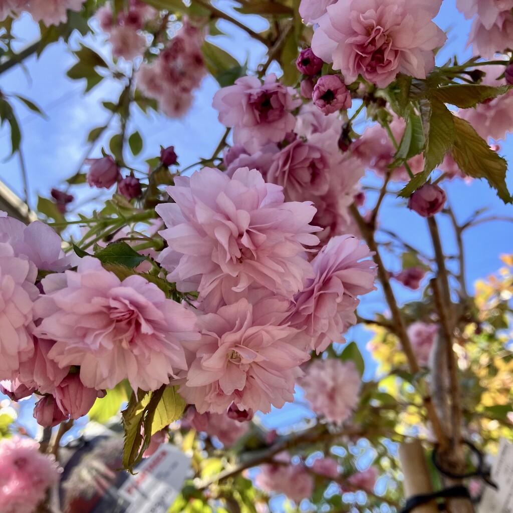 Blossom by khandro