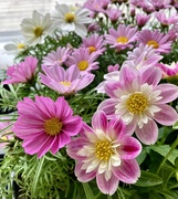 4th May 2026 - Ready for spring?