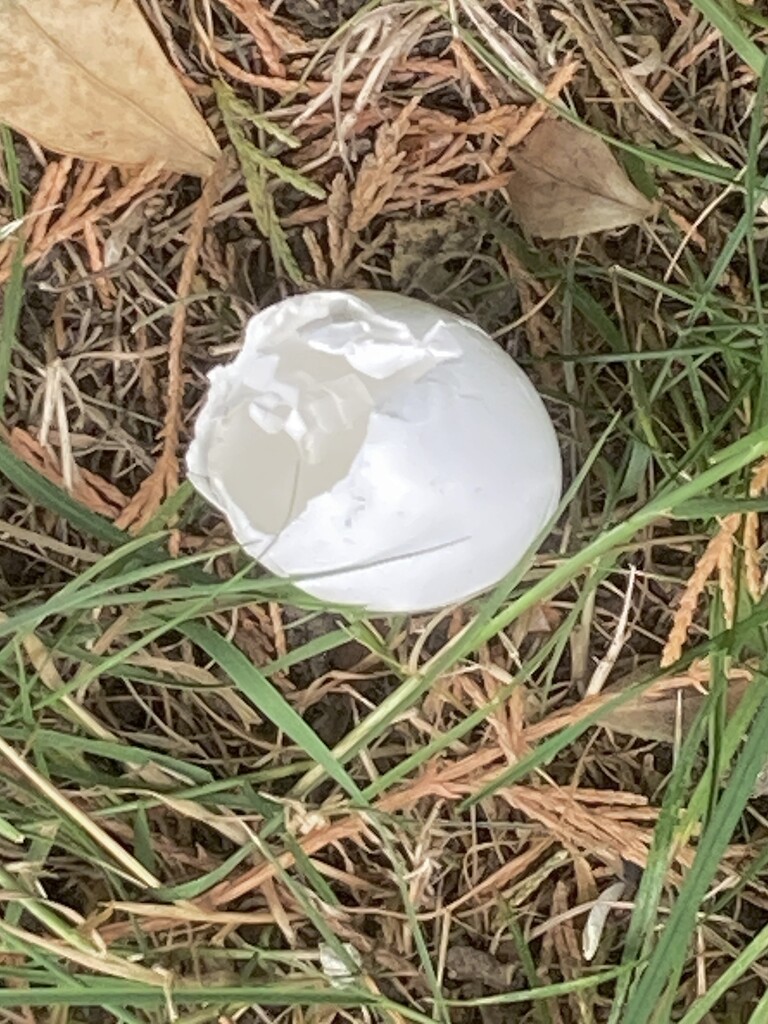 Discarded by 365anne