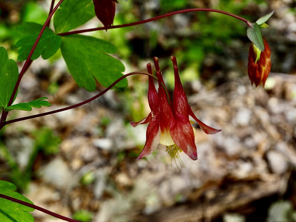 Red columbine  by vlc