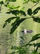4th May 2026 - Eagle Down