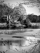 3rd May 2026 - On The Mill Pond