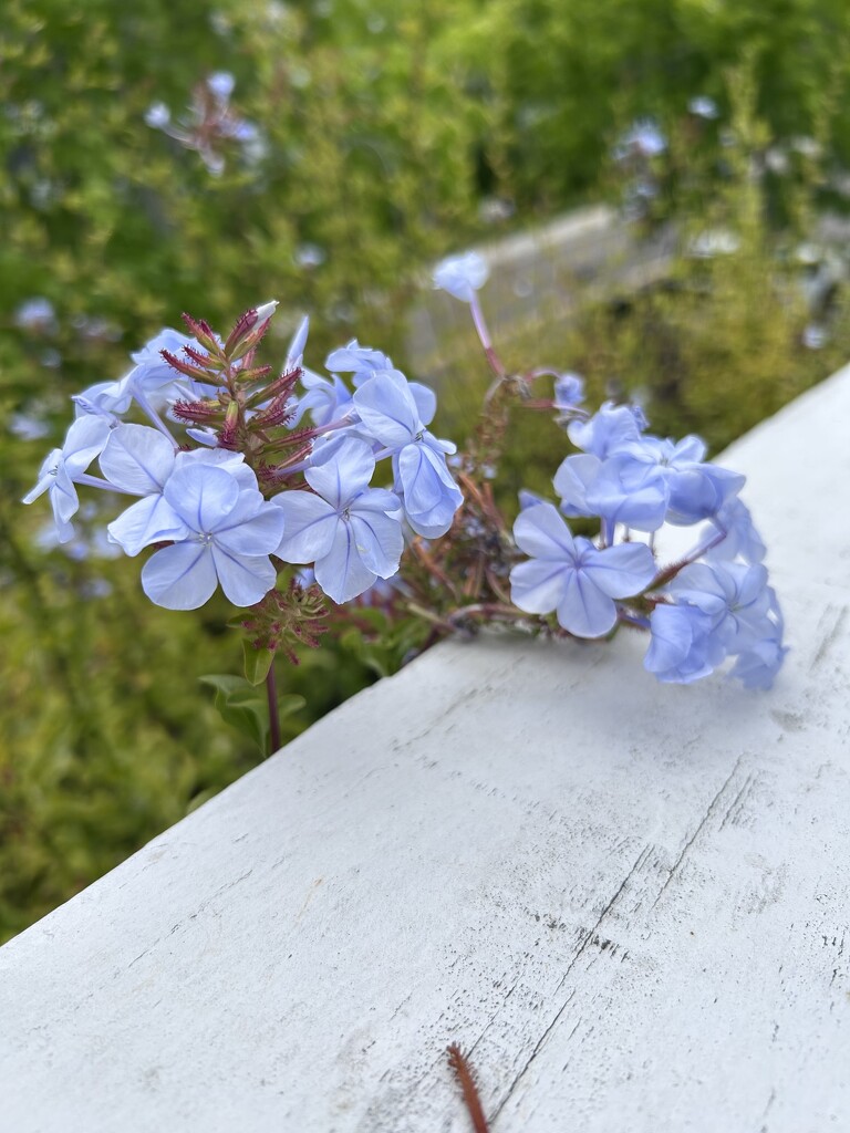 Plumbago by loweygrace