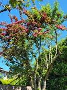 5th May 2026 - Cherry Tree