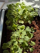 5th May 2026 - Seem to have planted too many rocket seeds!