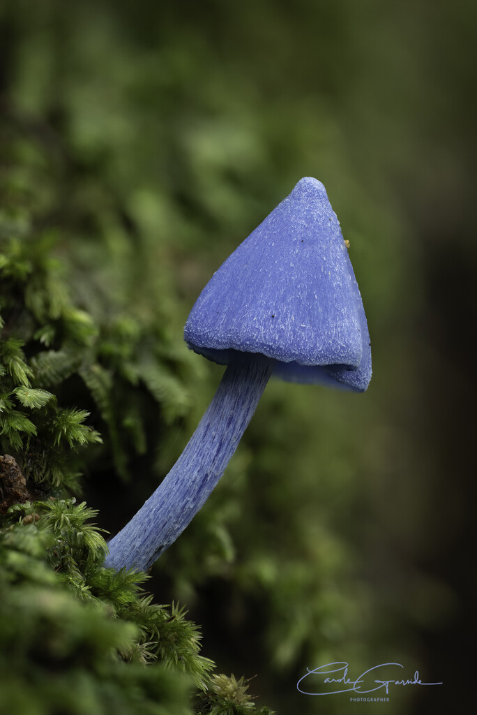 Entoloma hochstetteri by yorkshirekiwi