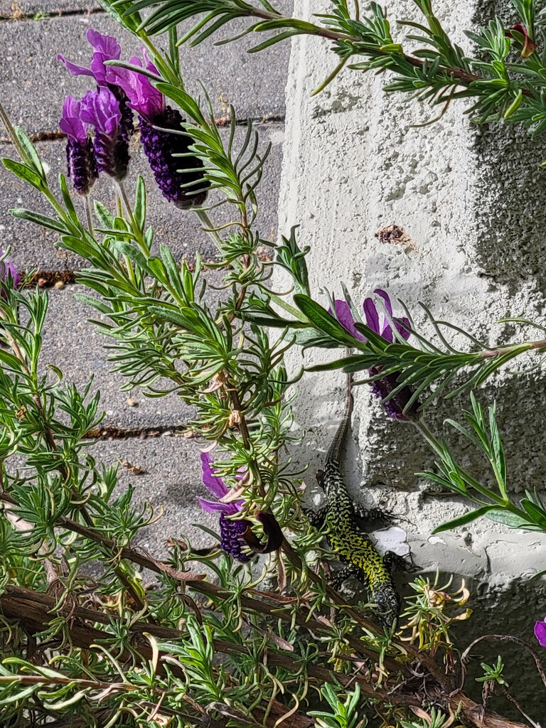 Lizard in the Lavender by kimmer50