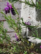 6th May 2026 - Lizard in the Lavender