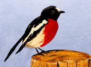 7th May 2026 - Scarlet robin (acrylic painting)