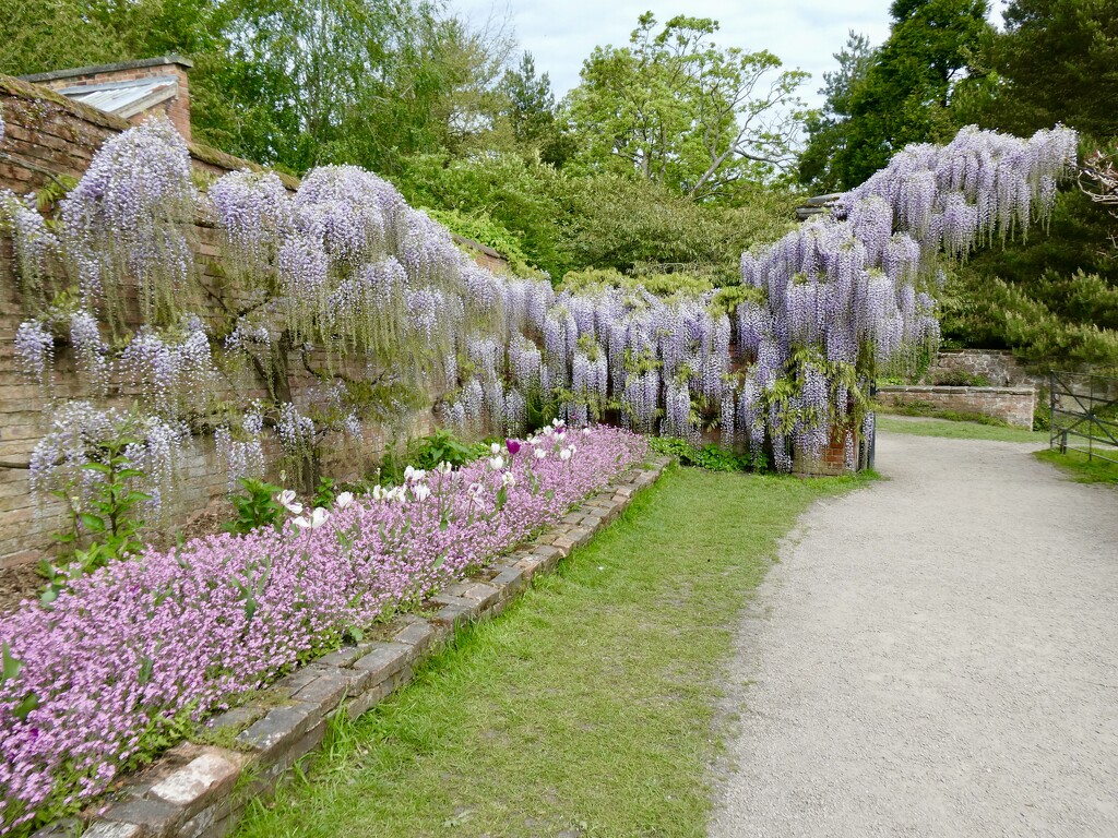 Wisteria at Calke Abbey by orchid99