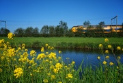 7th May 2026 - Waiting for a yellow train - Woerden (Netherlands)