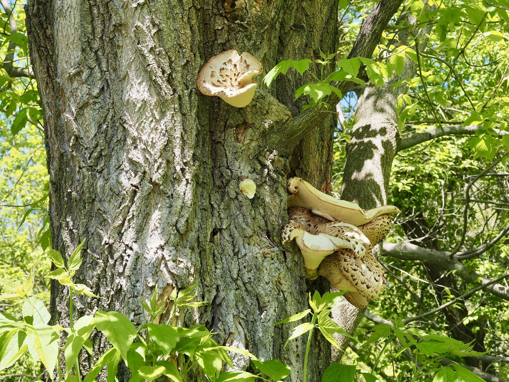 Fungi by vlc