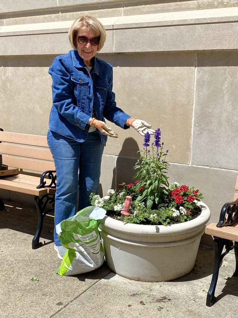 Planting red, white and blue to celebrate USA, age 250 by tunia